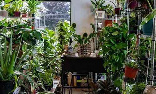 A lot of plants in a room